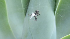 Cyrtophora citricola