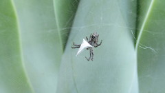 Cyrtophora citricola