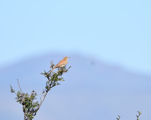 Eastern Long-billed Lark (Certhilauda semitorquata), photo 8