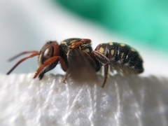 Epanthidium