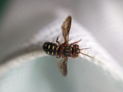 Epanthidium