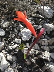 Cyrtanthus ventricosus