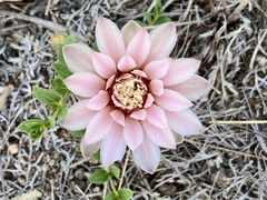 Gymnocalycium capillaense