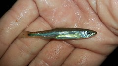 Notropis rubellus