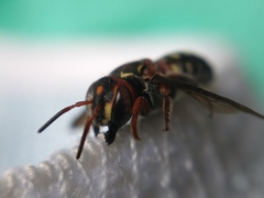 Epanthidium