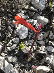 Cyrtanthus ventricosus