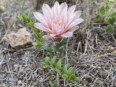 Gymnocalycium capillaense