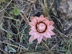 Gymnocalycium capillaense