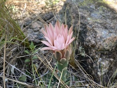 Gymnocalycium capillaense