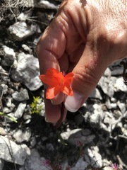 Cyrtanthus ventricosus