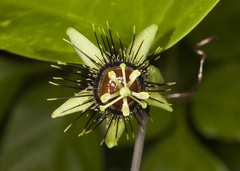 Passiflora xiikzodz
