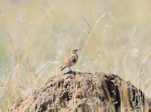 Eastern Long-billed Lark (Certhilauda semitorquata), photo 5