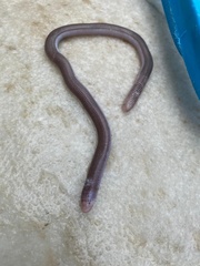 Amphisbaena vermicularis