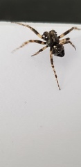 Gibbaranea bituberculata