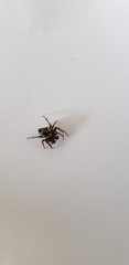 Gibbaranea bituberculata