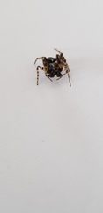Gibbaranea bituberculata