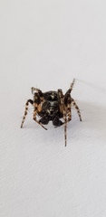 Gibbaranea bituberculata