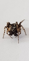 Gibbaranea bituberculata