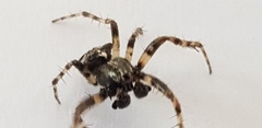 Gibbaranea bituberculata