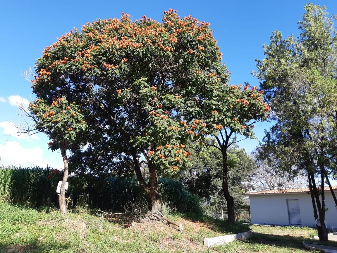 Spathodea campanulata