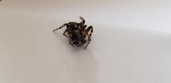 Gibbaranea bituberculata