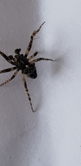 Gibbaranea bituberculata