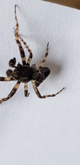 Gibbaranea bituberculata