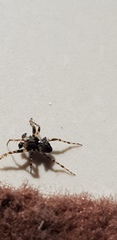 Gibbaranea bituberculata
