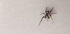 Gibbaranea bituberculata