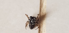 Gibbaranea bituberculata