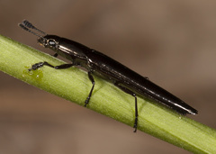Languriinae