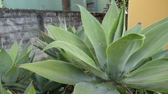 Cyrtophora citricola