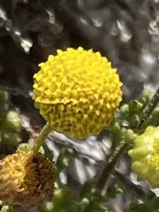 Oncosiphon sabulosus