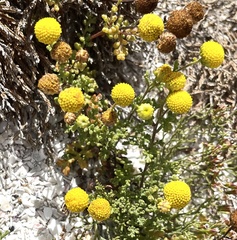 Oncosiphon sabulosus