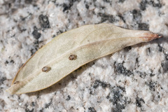 Cacopsylla