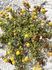 Oncosiphon sabulosus