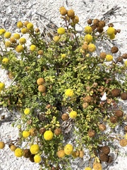 Oncosiphon sabulosus