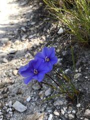 Aristea oligocephala