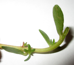 Portulaca amilis image