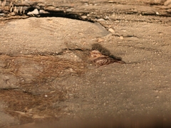 Caprimulgus ruficollis