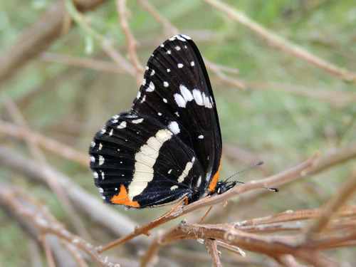 Bordered Patch, photo 4 of 10
