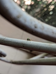Neoscona rufipalpis