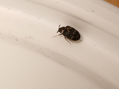 Anthrenus fuscus