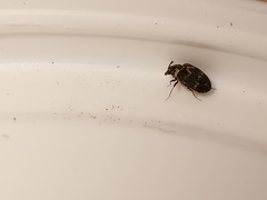 Anthrenus fuscus