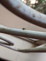 Neoscona rufipalpis