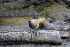 Trochalopteron chrysopterum