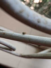 Neoscona rufipalpis