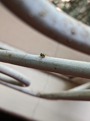 Neoscona rufipalpis