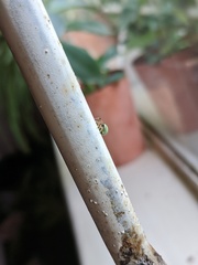 Neoscona rufipalpis