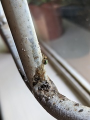 Neoscona rufipalpis